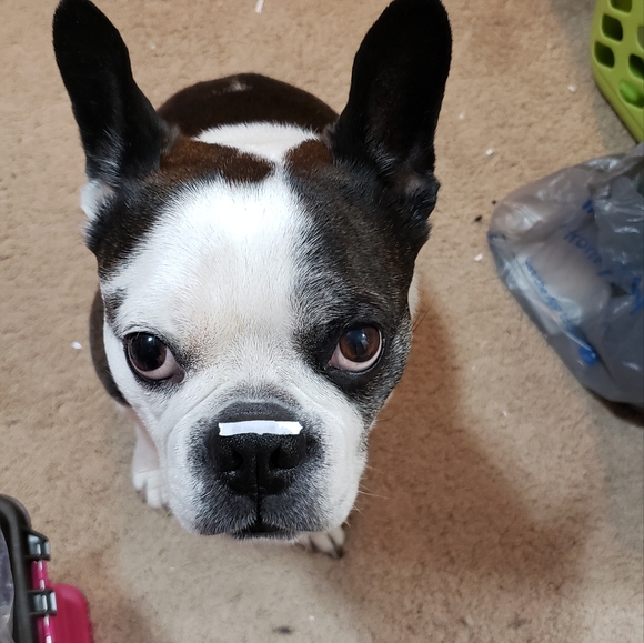 Haught Commodity - Picture 5 of 6